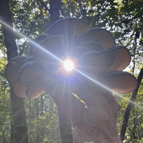 Sunlight streaming through mushroom cluster held in forest