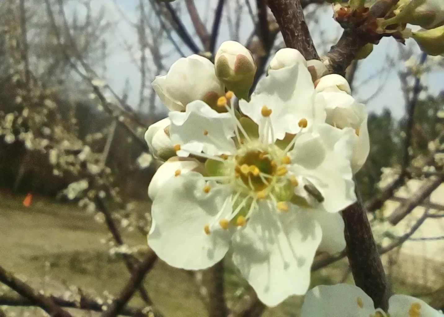 plumflowers